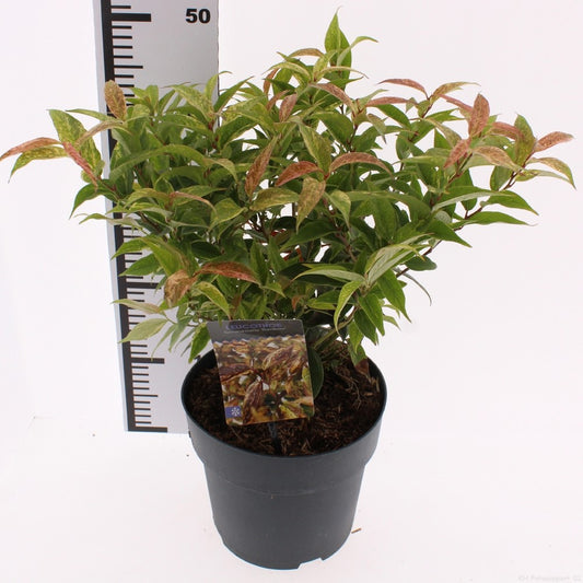 Snepvangers Tuinplanten Leucothoe walteri Rainbow Pack of 1
