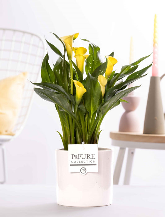 Zantedeschia Summer Sun 40cm 12cm Pot