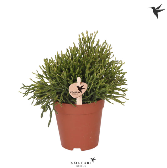Hatiora 17cm 9cm Pot