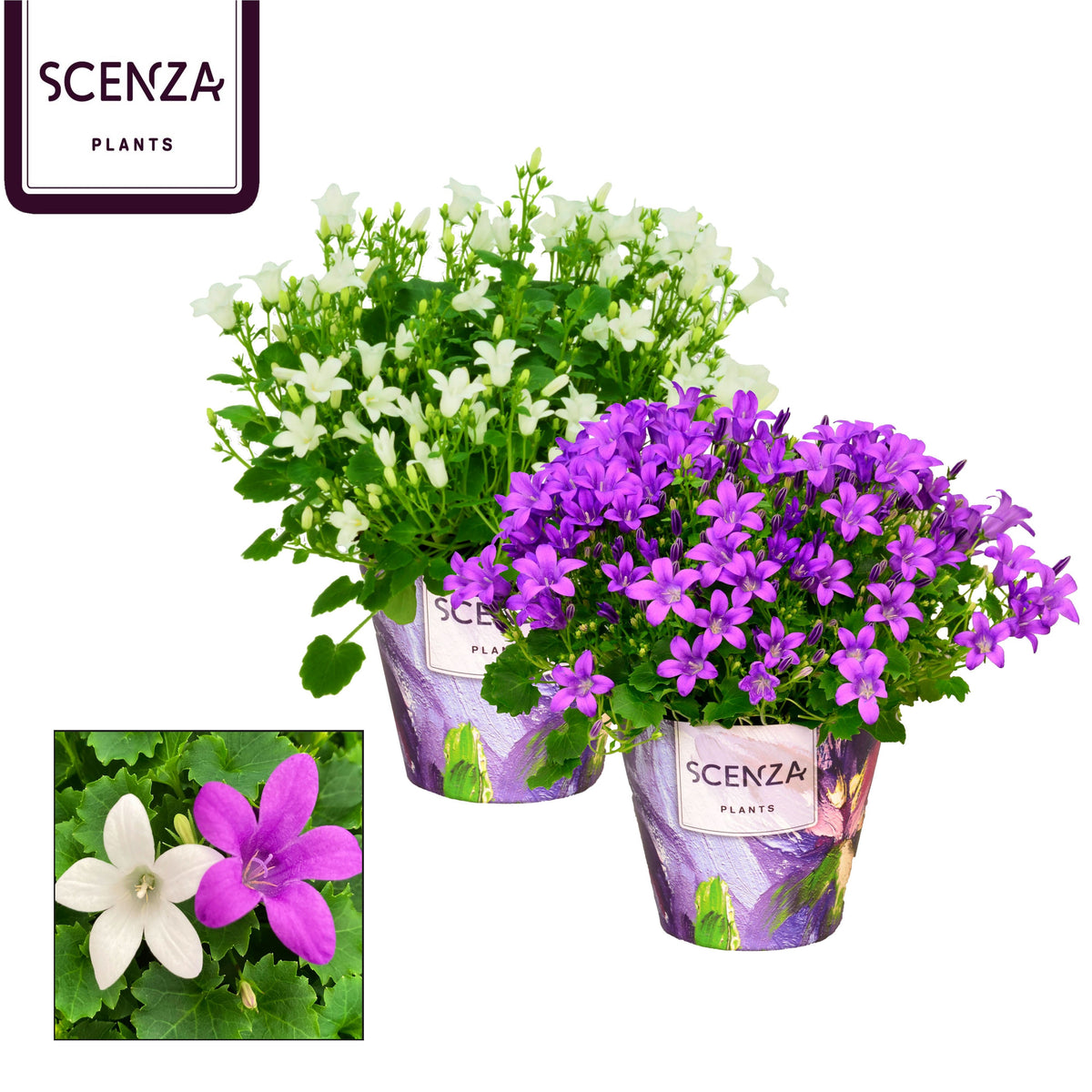 Campanula Hybrid 20cm 11cm Pot
