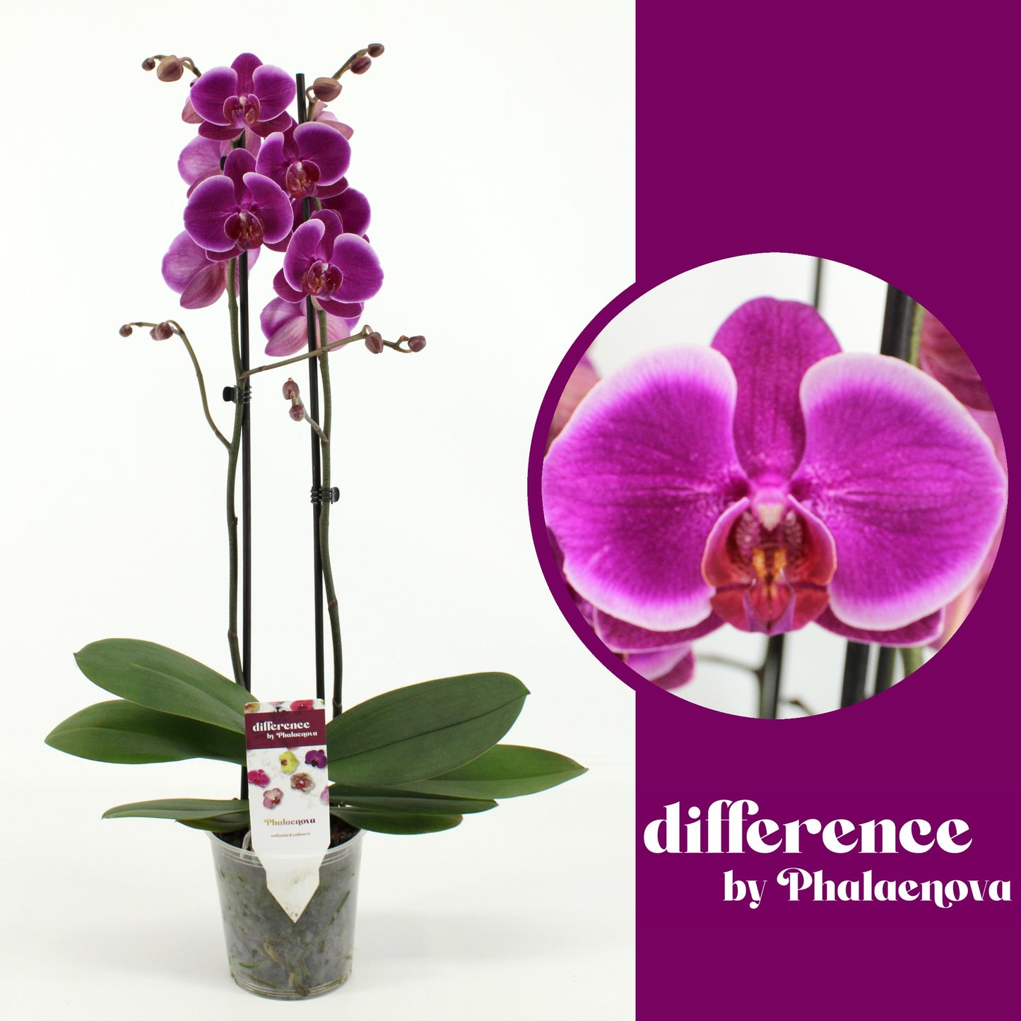 Phalaenopsis Durban 60cm 12cm Pot