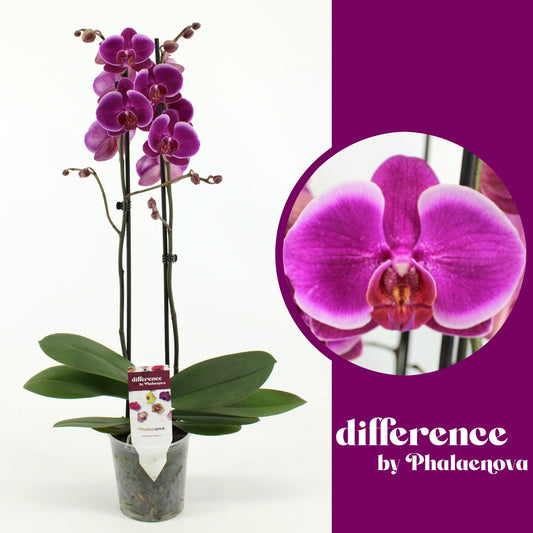 Phalaenopsis Durban 60cm 12cm Pot