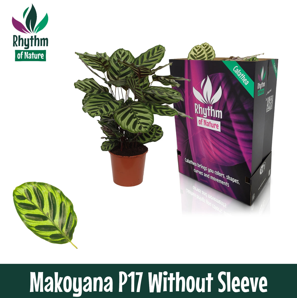 Calathea makoyana 65cm 17cm Pot