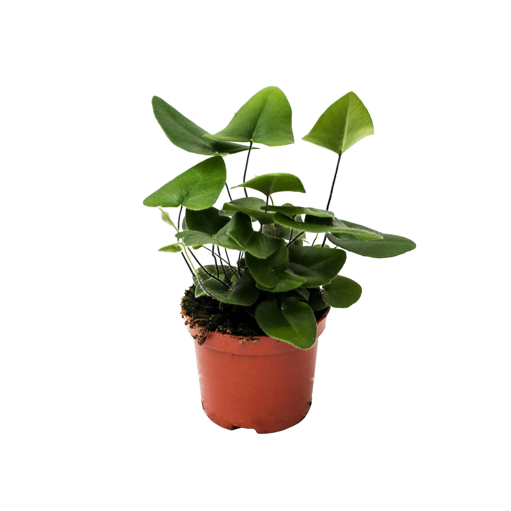 Hemionitis arifolia 20cm 8.5cm Pot