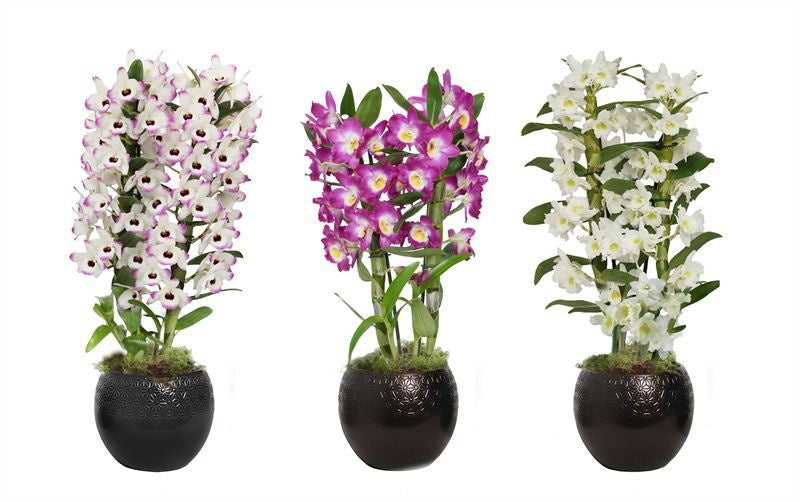 Dendrobium nob. Star Class 50cm 12cm Pot