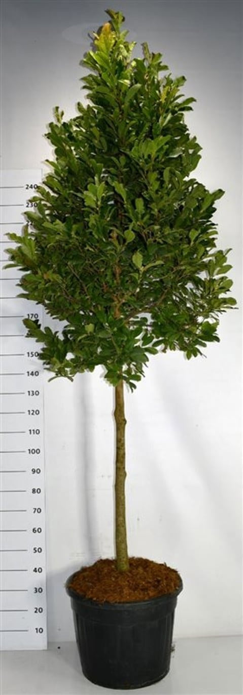 Bloemenkampen BV, Hkw. de Magnolia loebneri Leonard Messel Pack of 1