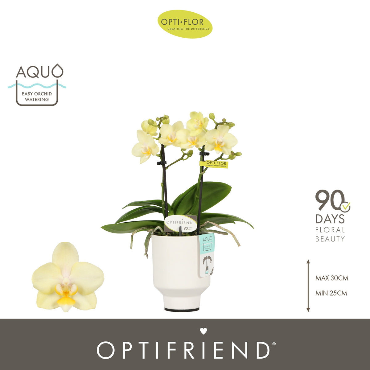 Phalaenopsis yellow 25cm 7cm Pot