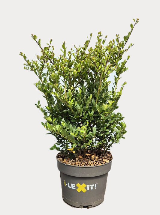Ilex crenata Dark Green Bush 45cm 19cm Pot