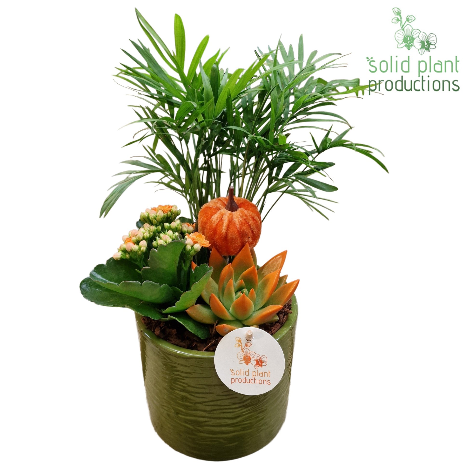 CE001 Amy Green Orange Echeveria 35cm 13cm Pot