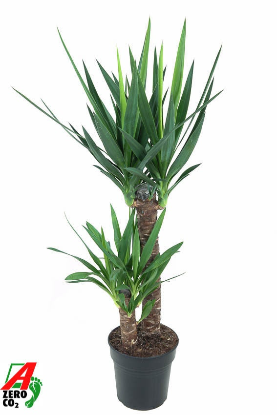 Yucca 60-30 110cm 21cm Pot