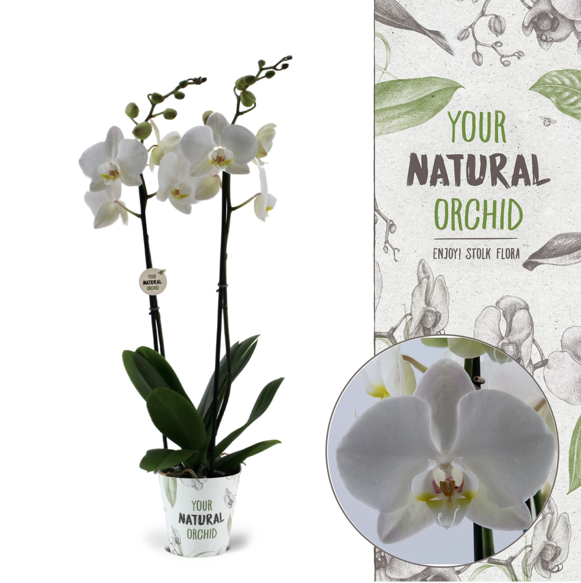 Phalaenopsis Inverness 55cm 12cm Pot