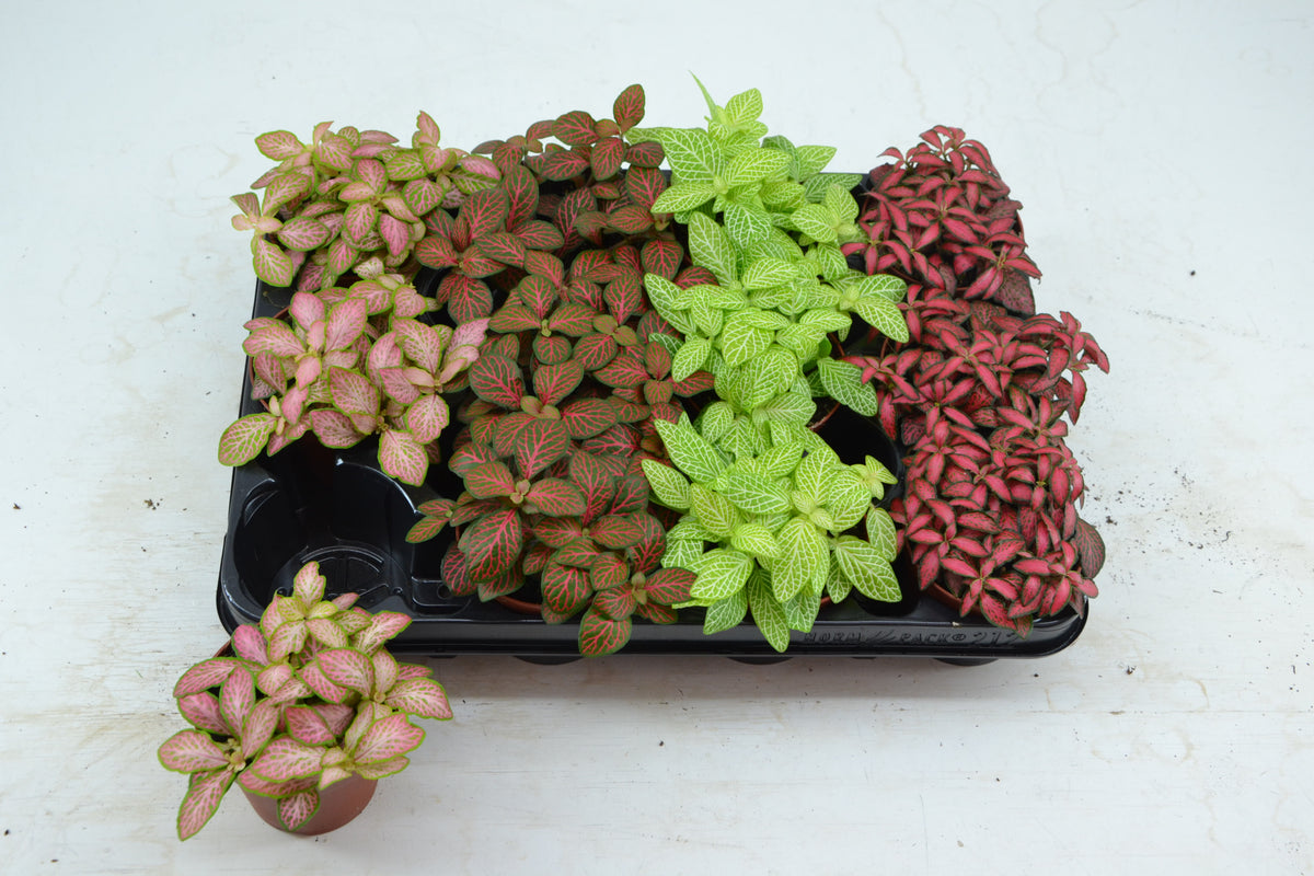 Fittonia mix 12cm 8.5cm Pot
