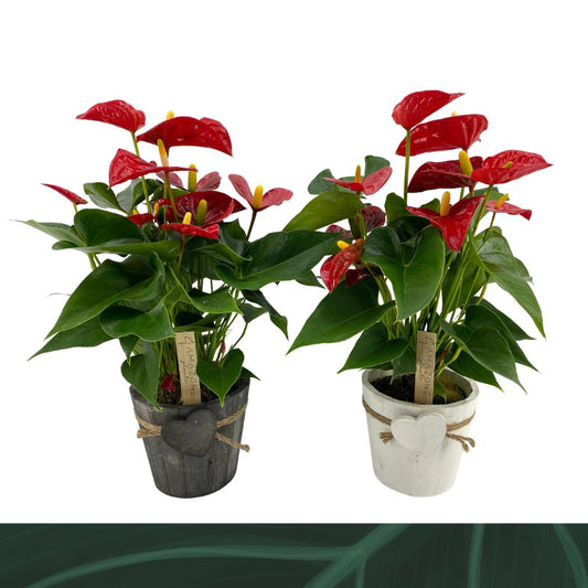 Anthurium Aristo (+ drp.ceramic) 40cm 12cm Pot