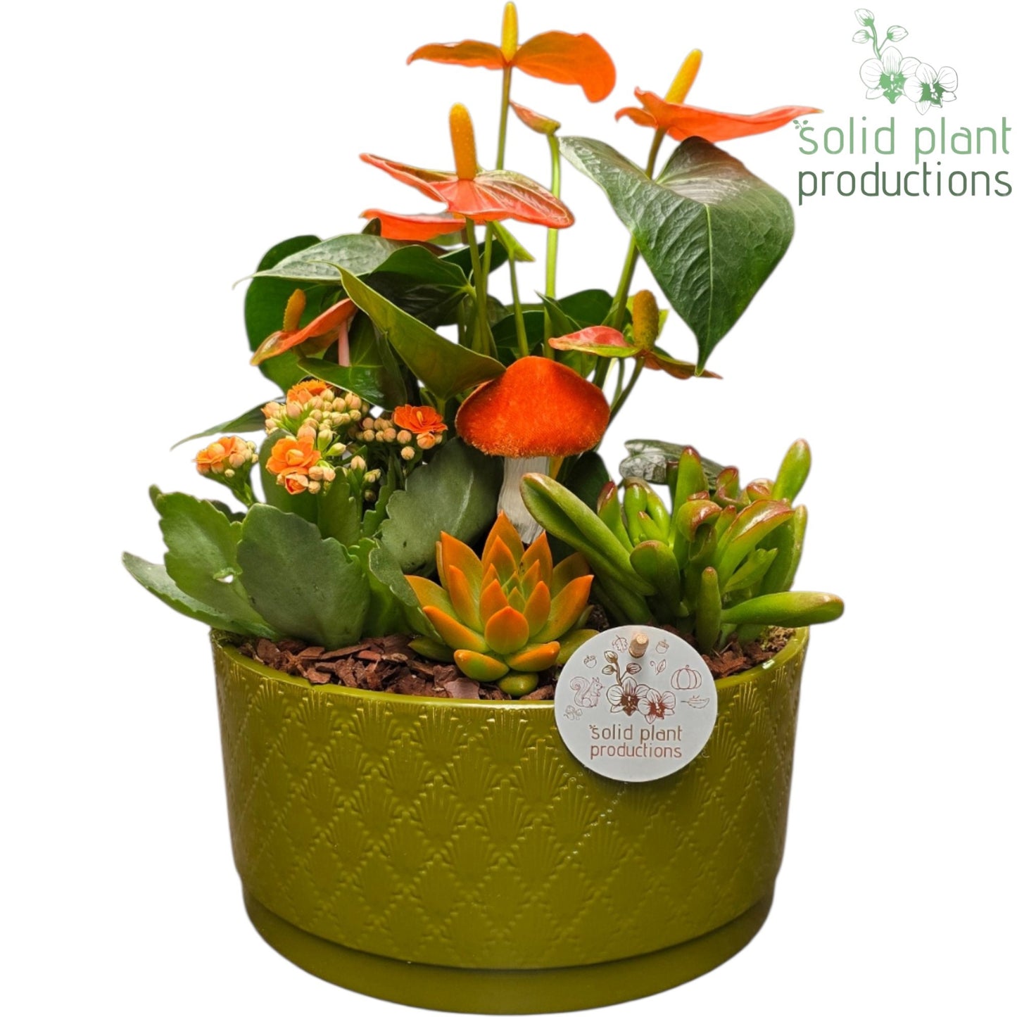AE004 Stella Green Orange Echeveria 42cm 22cm Pot