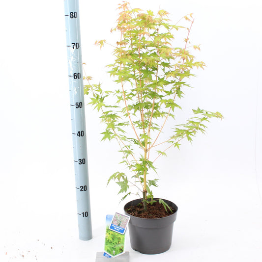 Acer palm. Bi-Hoo 70cm 19cm Pot