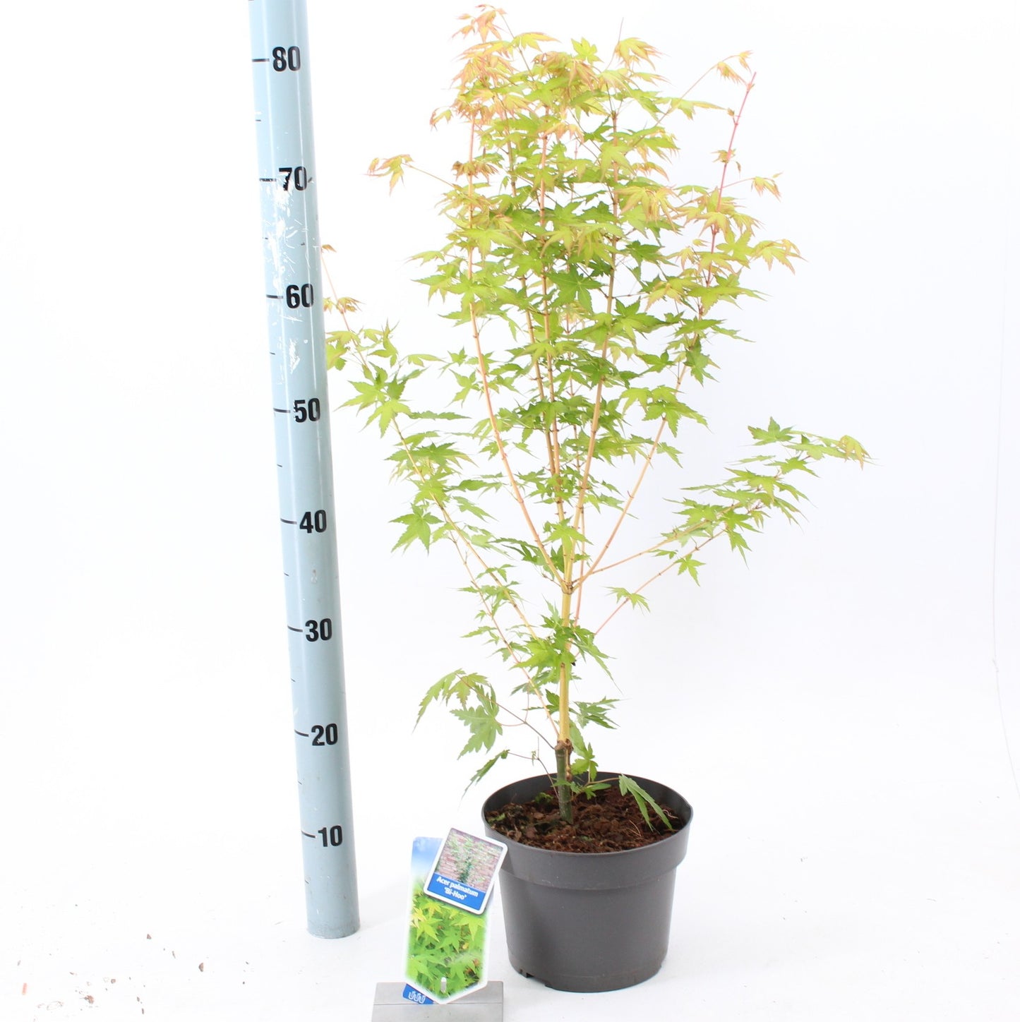 Acer palmatum 70cm 19cm Pot