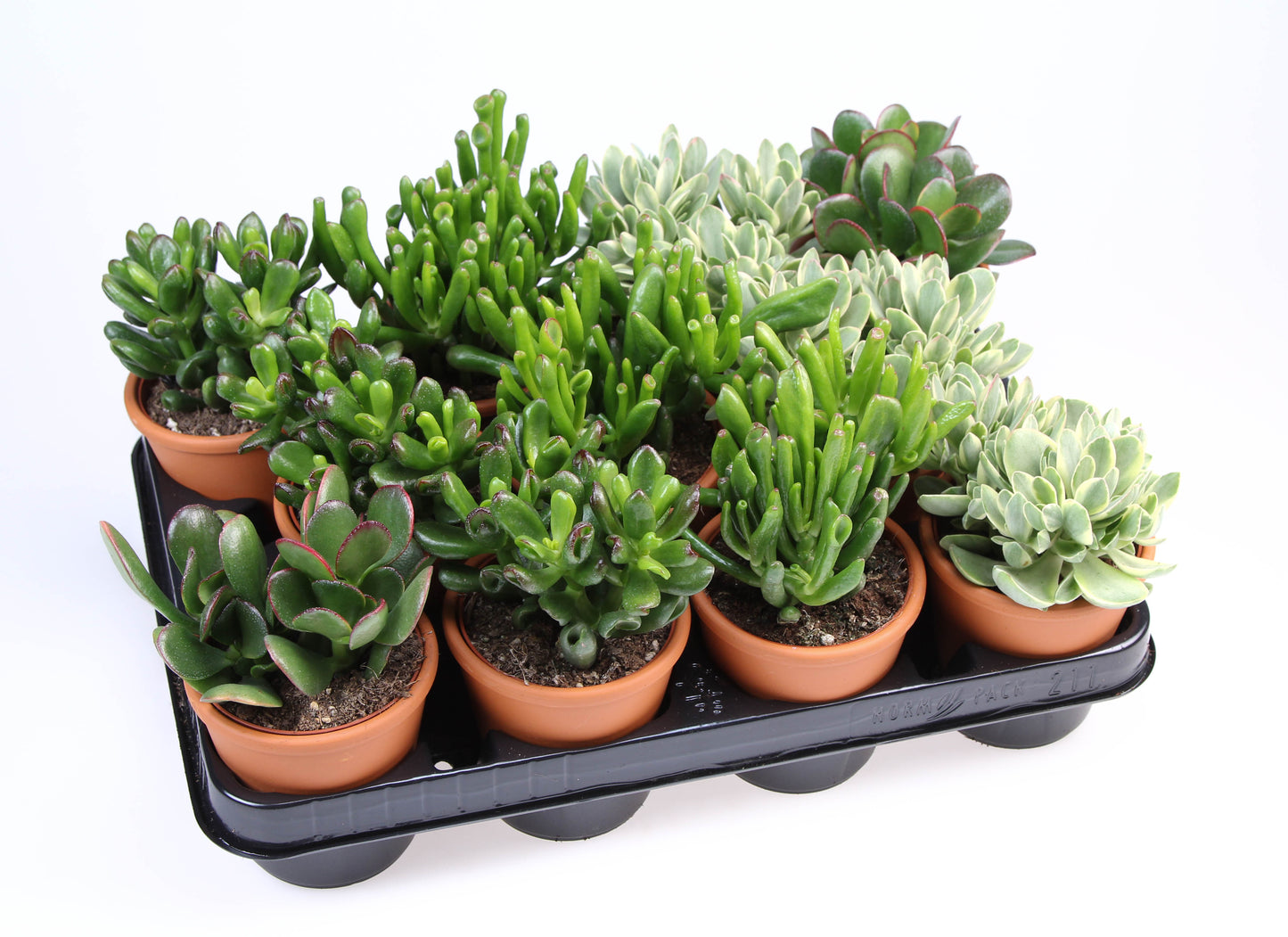 Crassula mix in Rozenpot 12cm Special Pot (508)