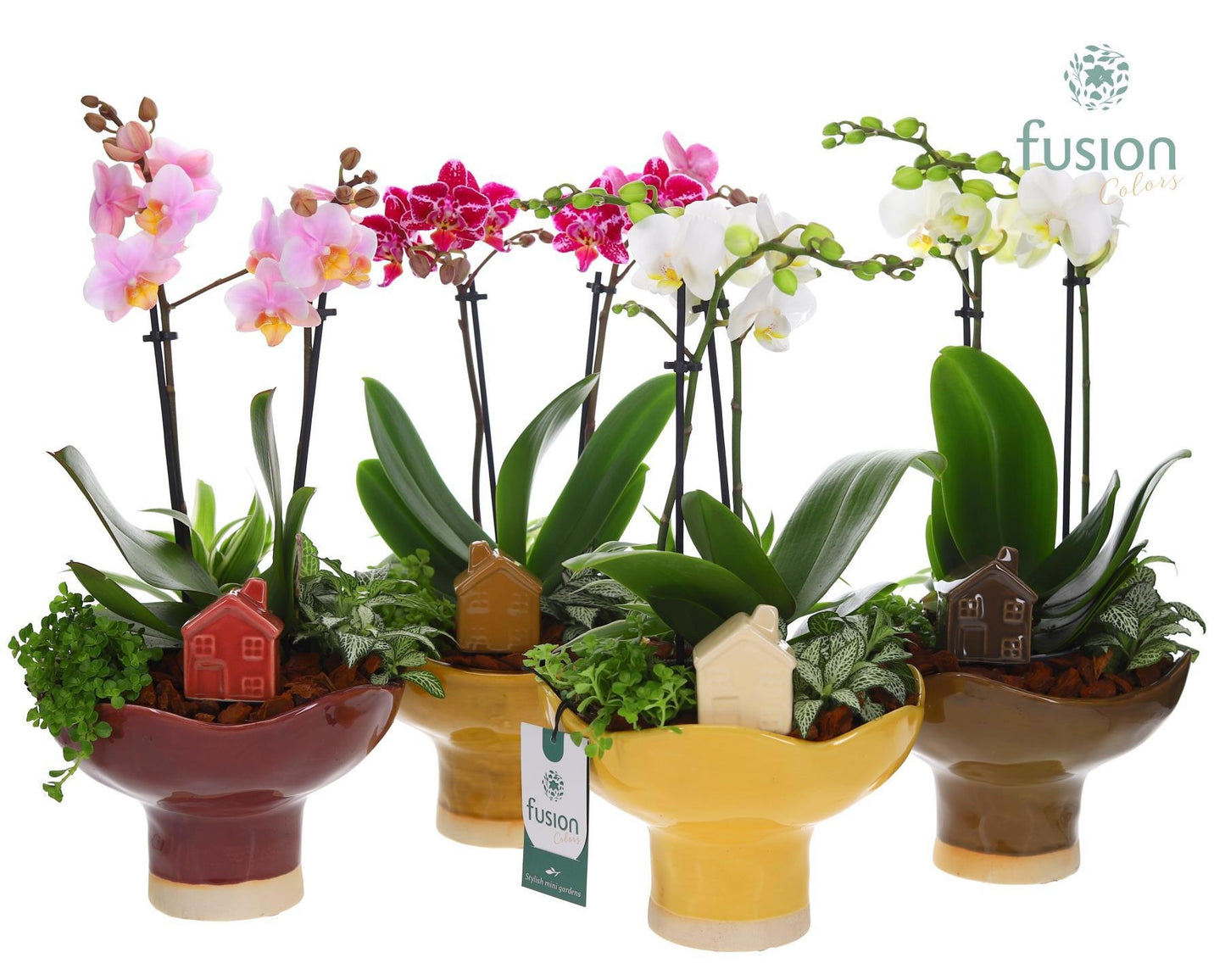 Keramiek schaal op voet Large met Phalaenopsis arrangement 43cm 19cm Pot