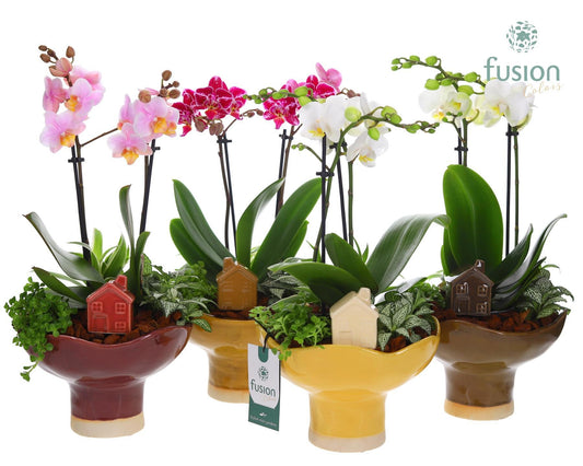Keramiek schaal op voet Large met Phalaenopsis arrangement 43cm 19cm Pot