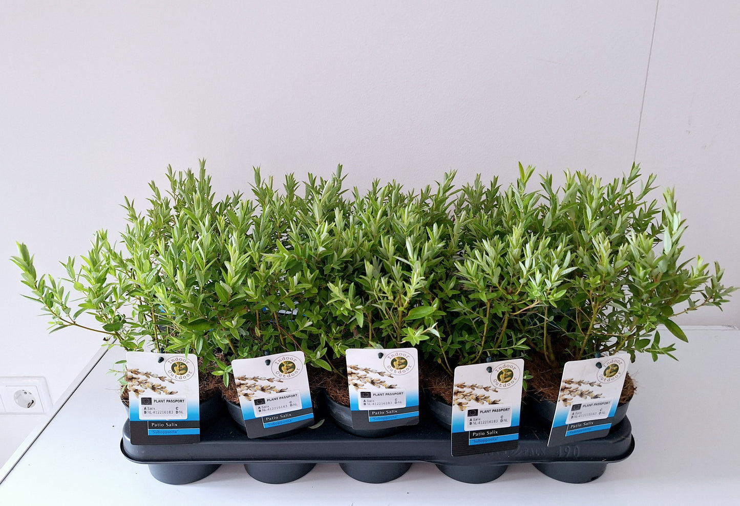 Bontekoe, Salixkw Salix subopposita Pack of 10