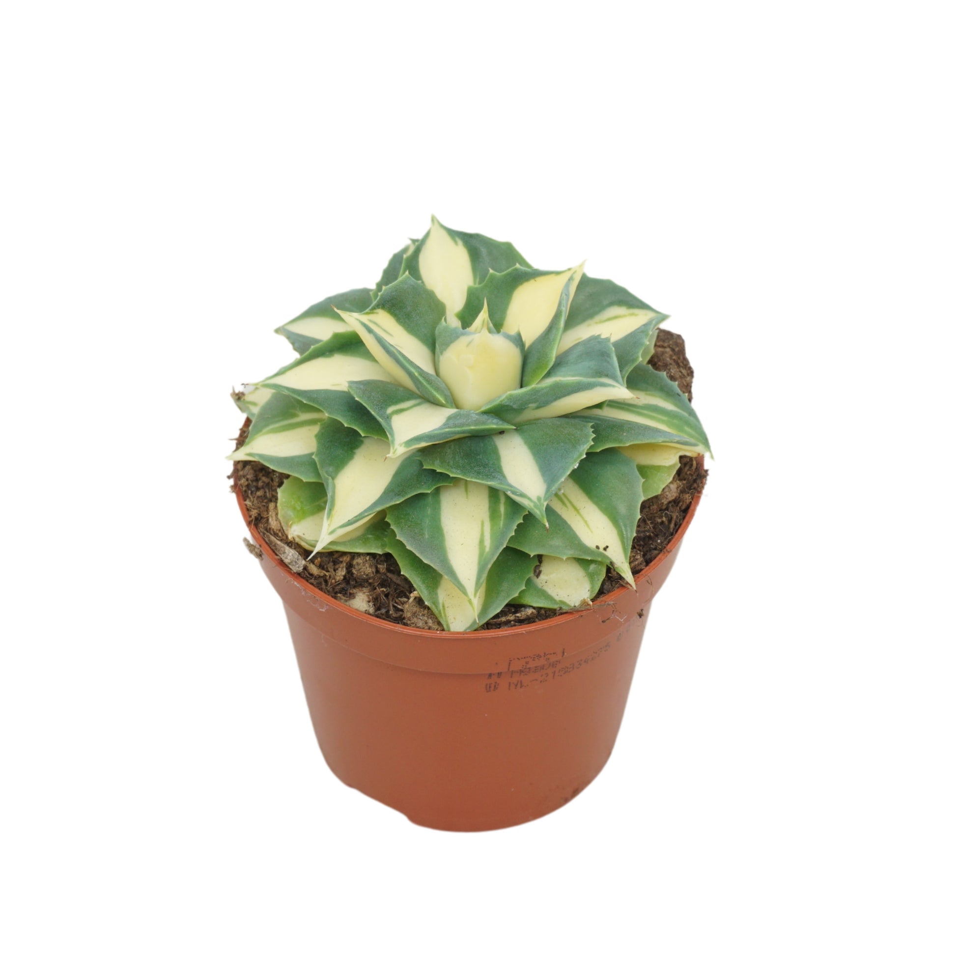 Agave 15cm 8.5cm Pot