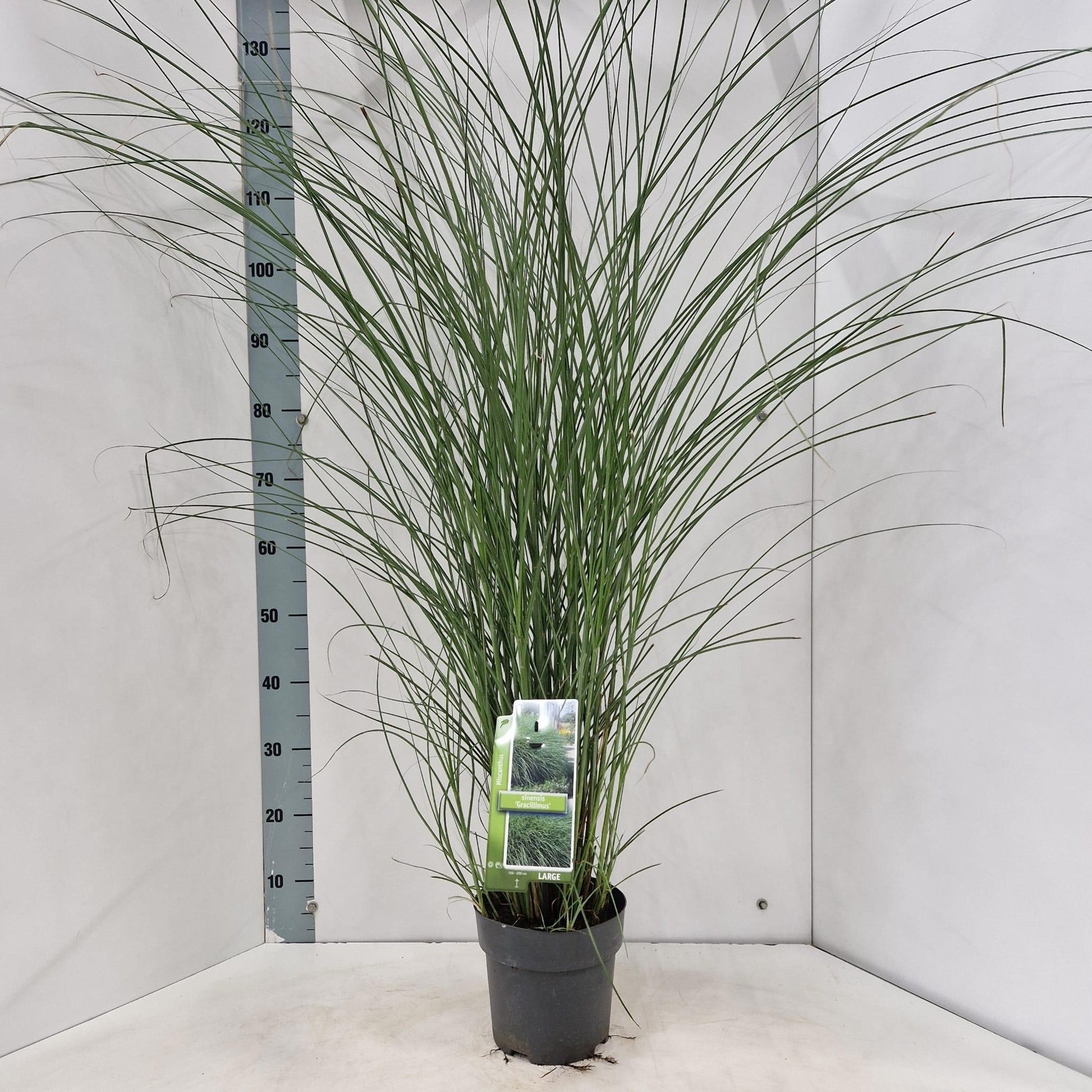 Miscanthus sin. Gracillimus 130cm 19cm Pot