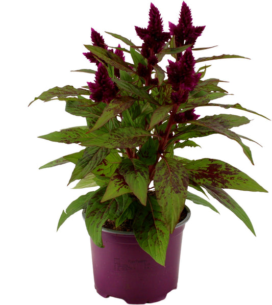 Celosia argentea Intenz+ 30cm 12cm Pot