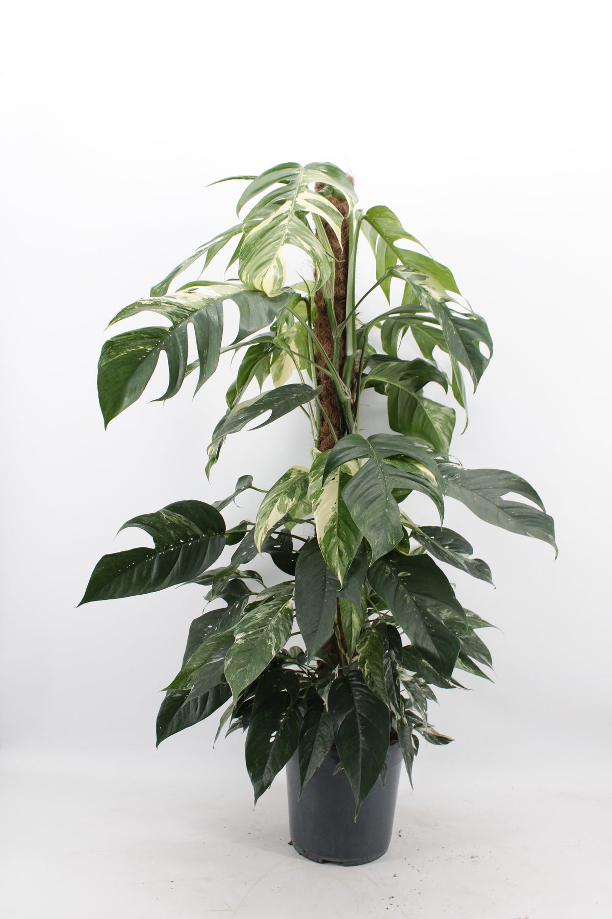 Epipremnum pin. Albo Variegata 125cm 24cm Pot