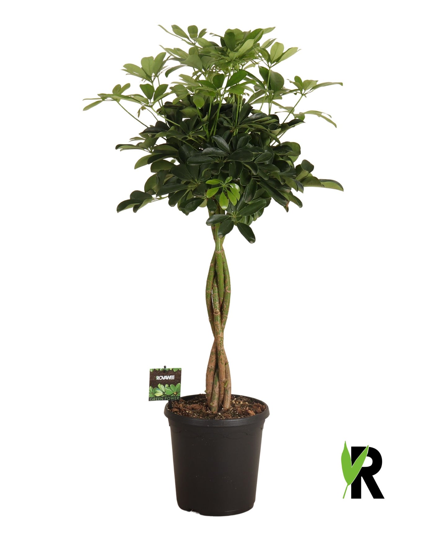 Schefflera Compacta 100cm 23cm Pot