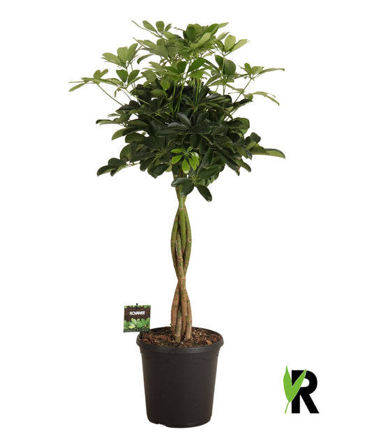 Schefflera Compacta 100cm 23cm Pot