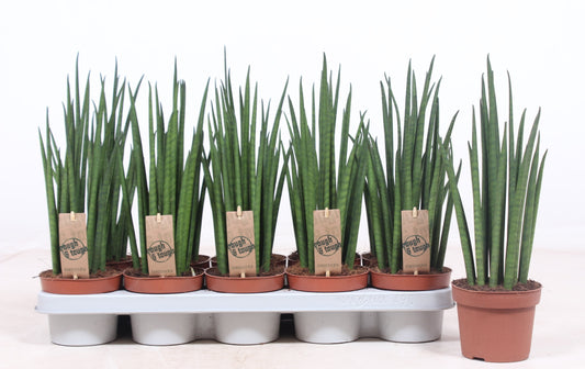 Sansevieria Fernwood Mikado 40cm 12cm Pot