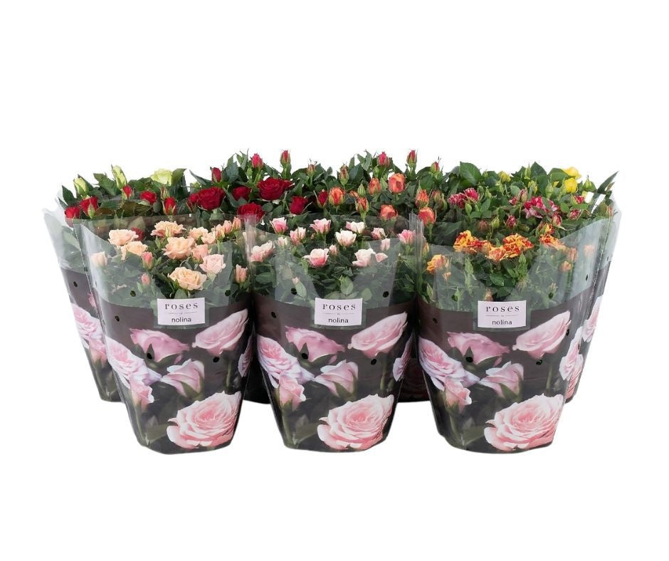 Nolina Kwekerijen Rosa Patiohit mix Pack of 15
