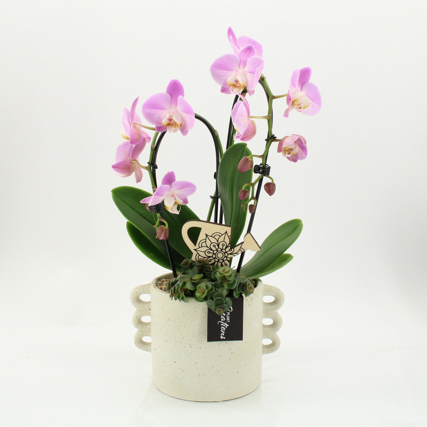 PHAL-2616RZ Phalaenopsis creatie 45cm 18cm Pot