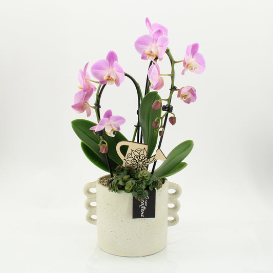 PHAL-2616RZ Phalaenopsis creatie 45cm 18cm Pot