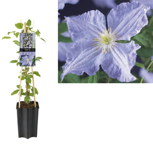 Clematis jac. Blekitny Aniol 65cm 15cm Pot