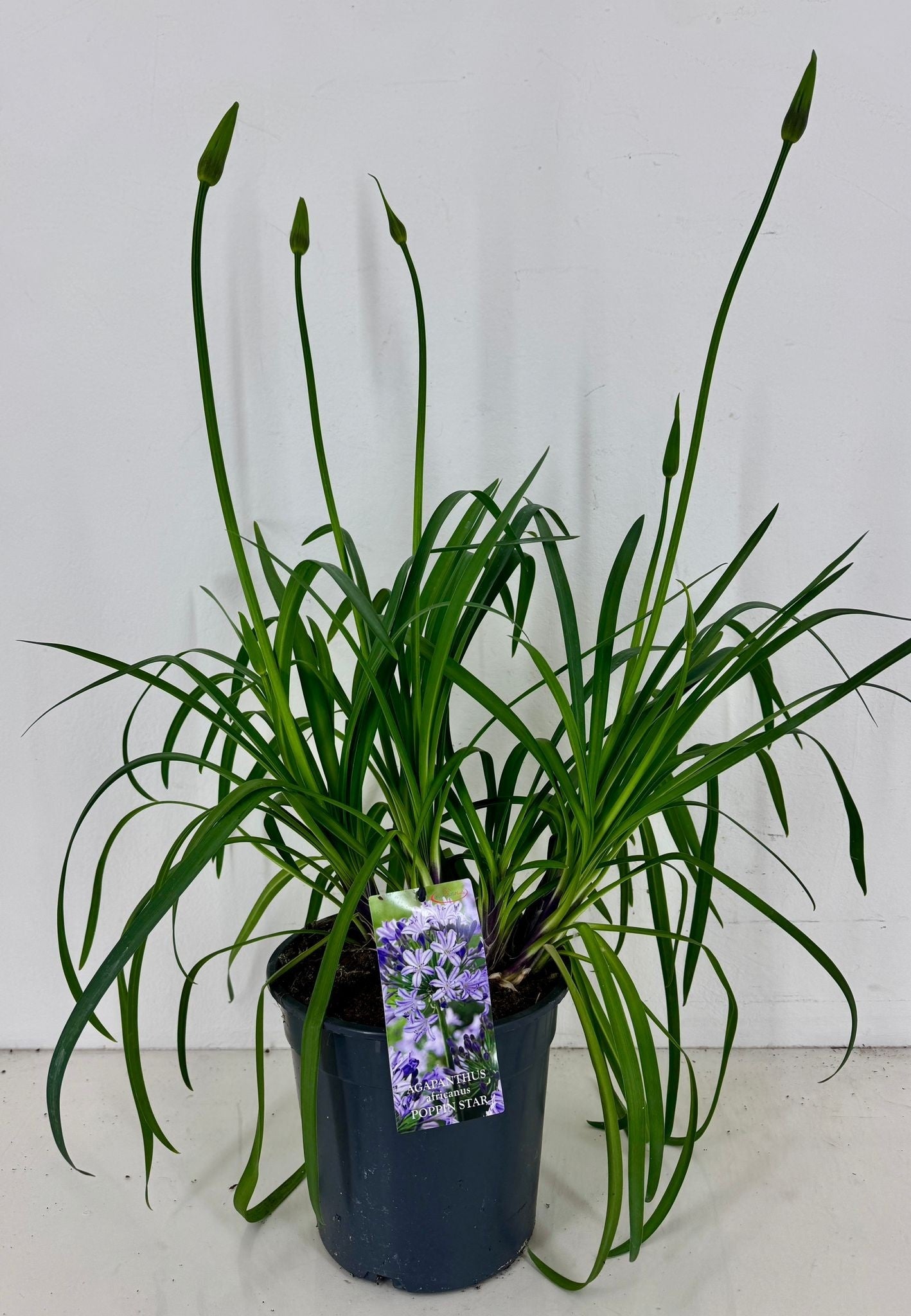 Agapanthus Poppin Star 90cm 22cm Pot