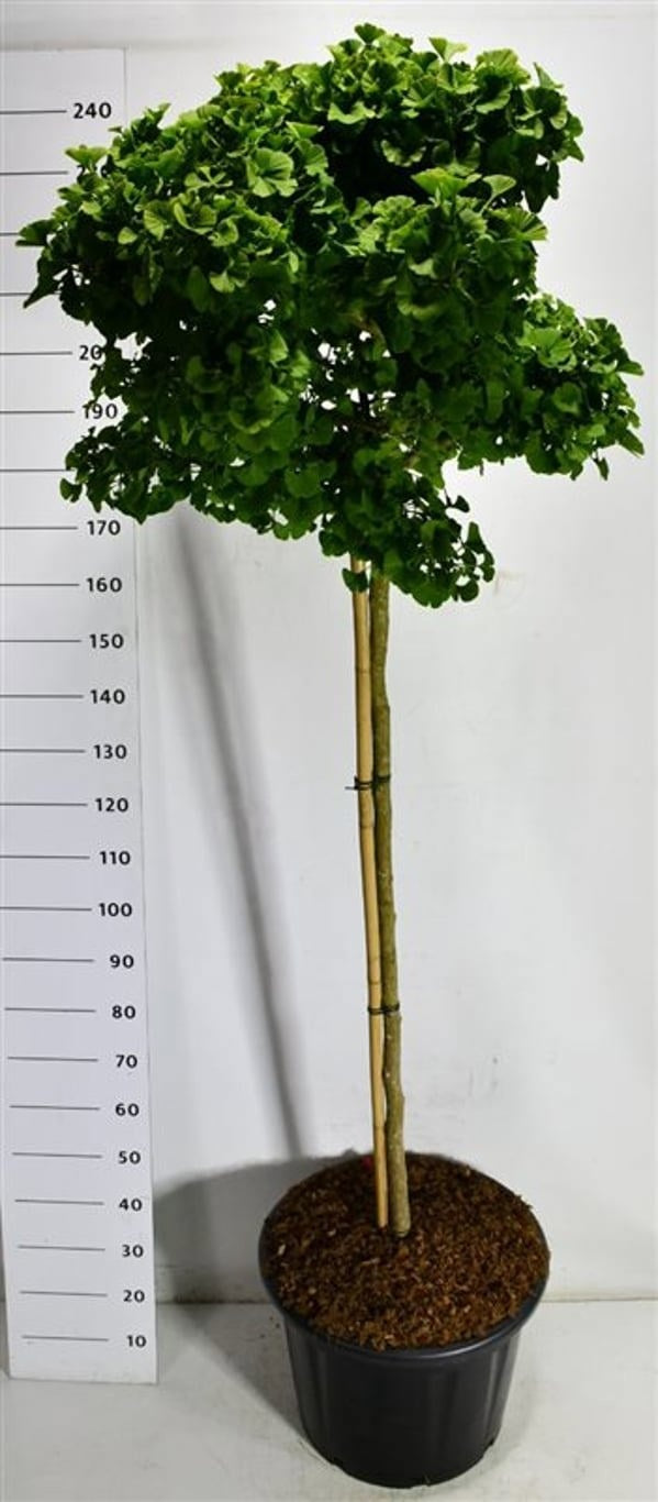 Ginkgo Little Emperor 250cm 54cm Pot