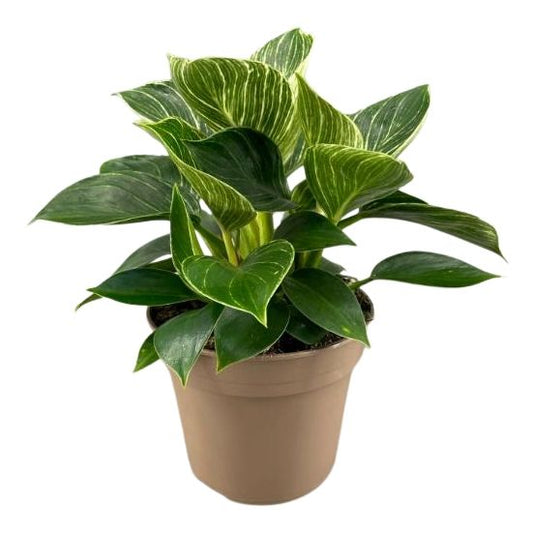 Philodendron Birkin 30cm 15cm Pot