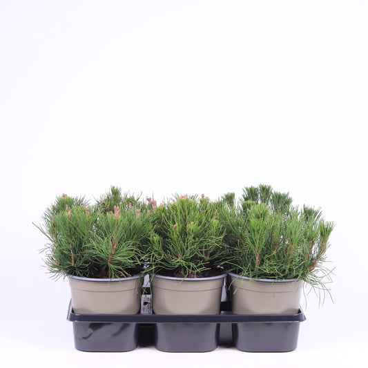 Pinus mugo pumilio 15cm 15cm Pot