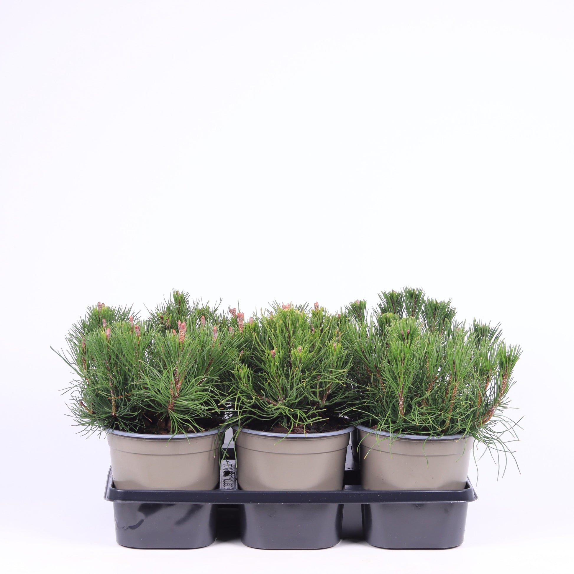 Pinus mugo pumilio 15cm 15cm Pot