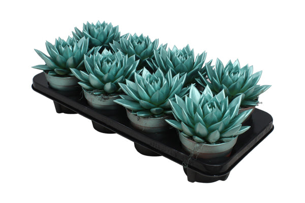 Echeveria colored green 15cm 12cm Pot