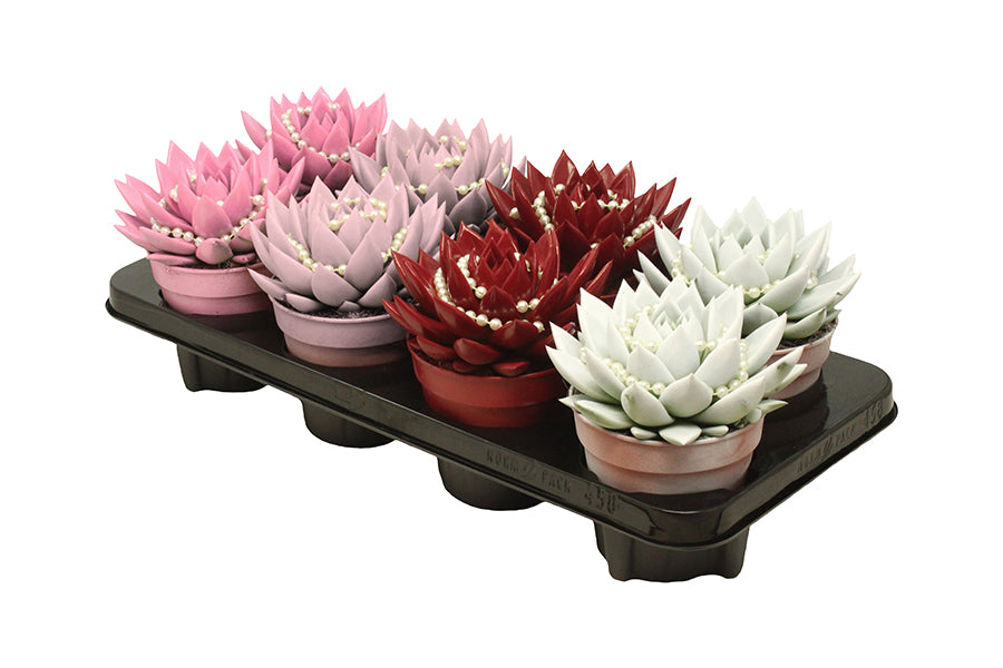 Miranda coloured love mix + chain 15cm 12cm Pot