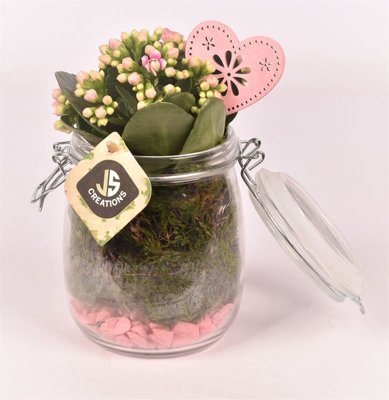 Indoor green arrangement 11cm Pot