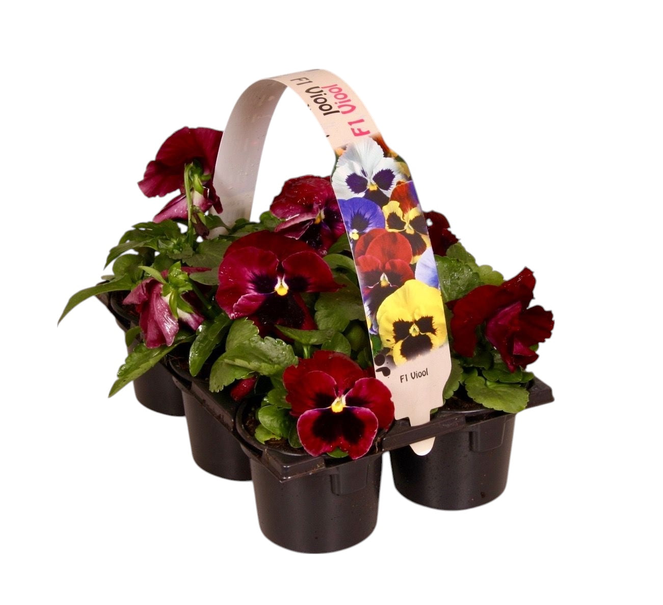 Viola Delta Red with Blotch 12cm 9cm Pot