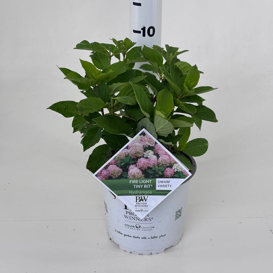 Hydrangea pan. Firelight Tiny Bit 25cm 19cm Pot