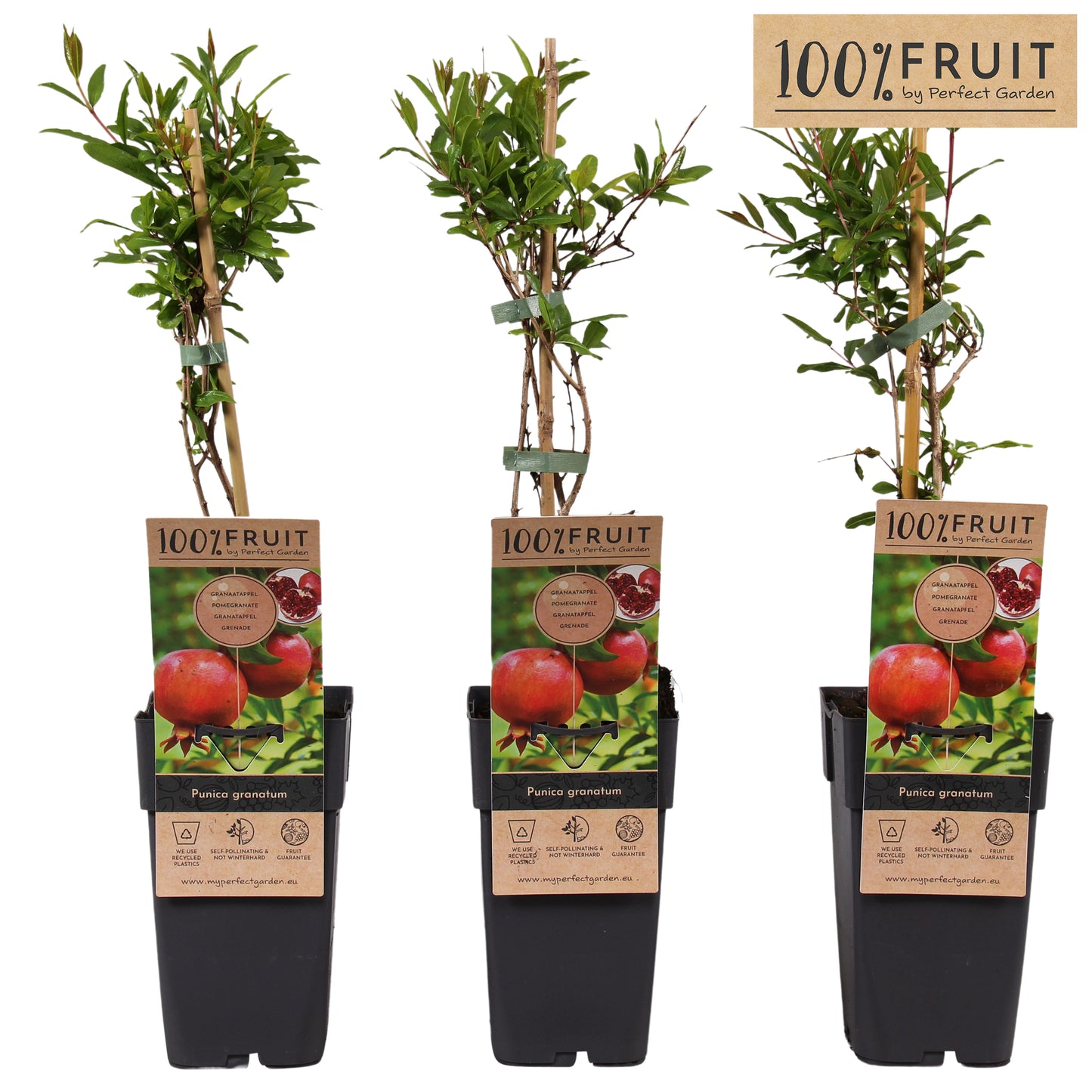 Hoogeveen Plants BV Punica granatum Pack of 10
