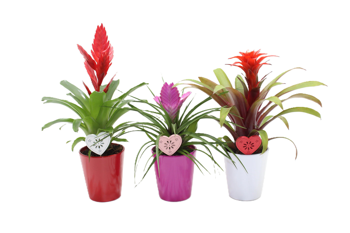 Bromelia mix 35cm 510cm Pot