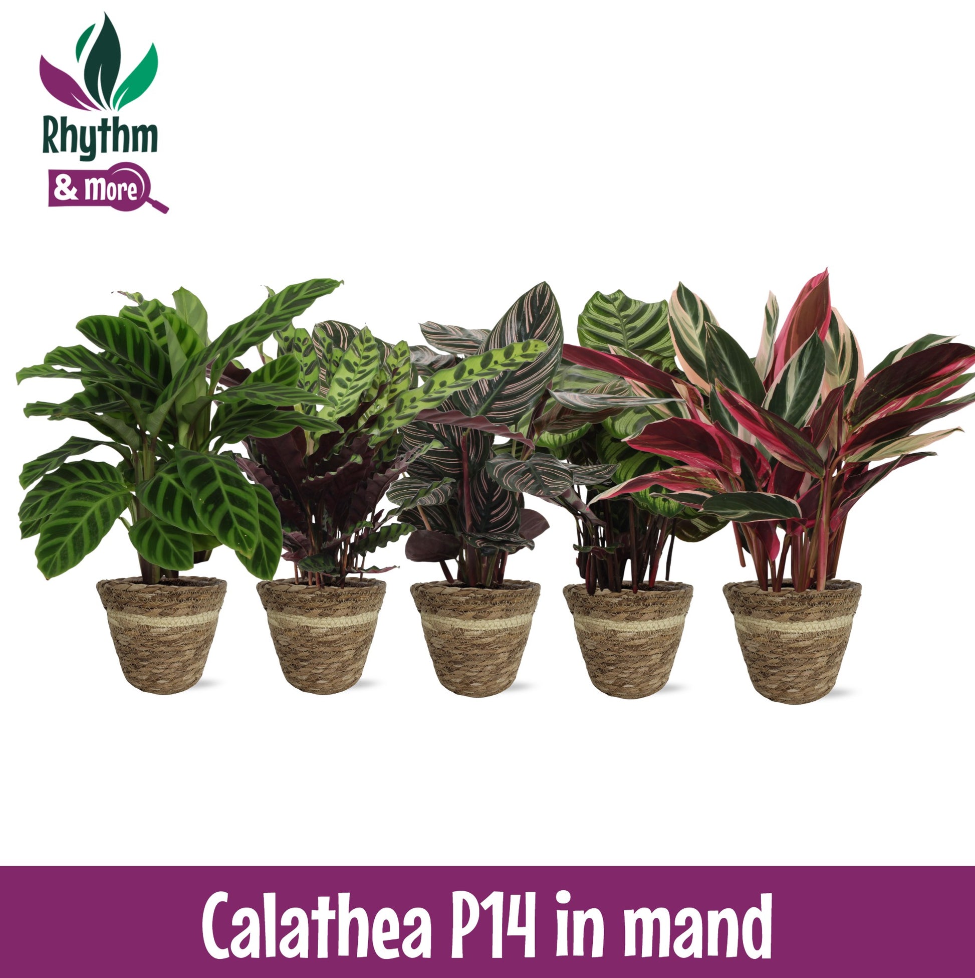 Valstar, Hkw. Gebr. Calathea mix (+ drp.Wood) Pack of 3