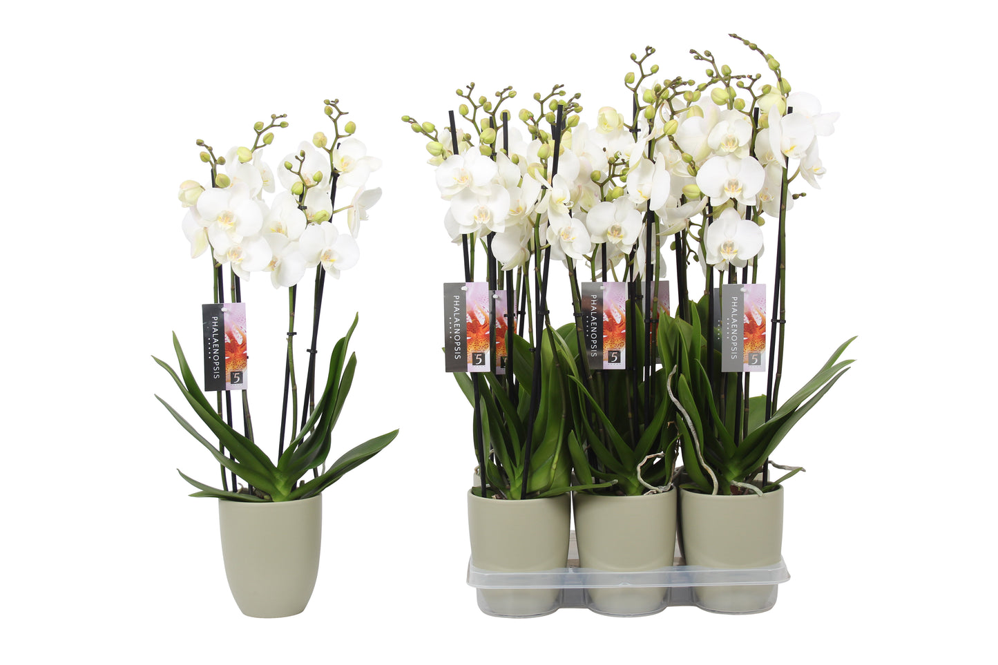 Phalaenopsis white (+ drp.ceramic) 60cm 12cm Pot