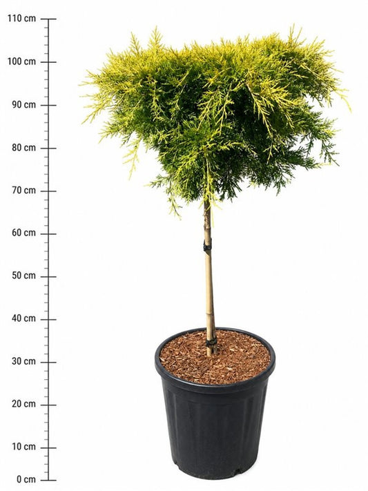 Juniperus pfitzeriana 110cm 32cm Pot